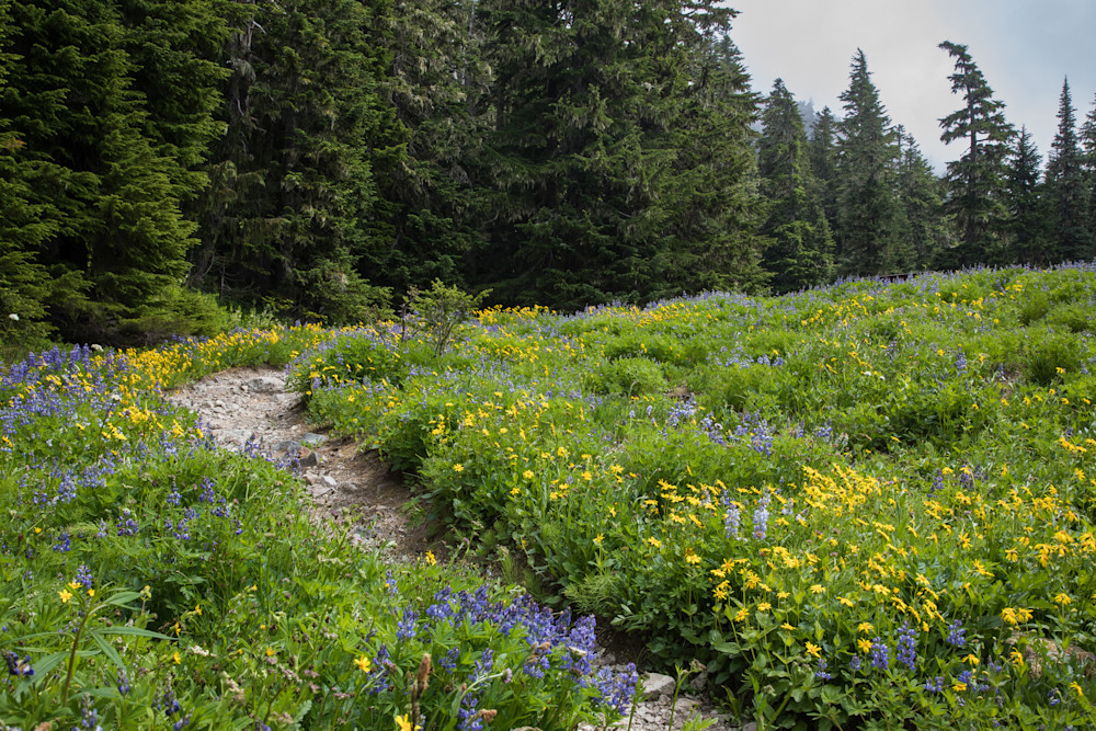 Flower field, Mt. Rainer National Park