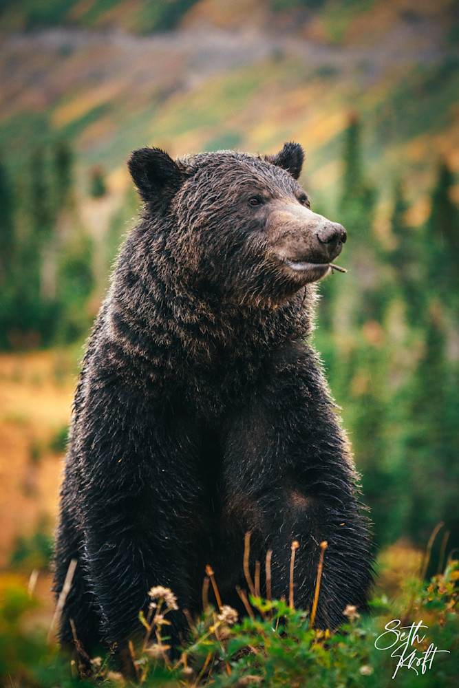 Standing Bear Photography Art | Frontier Media