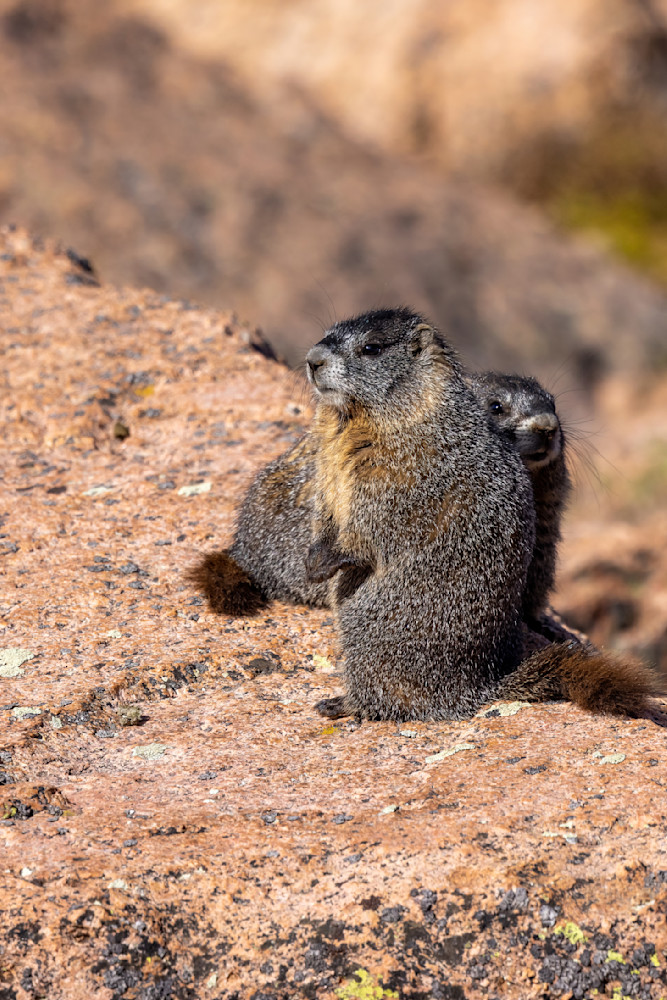 Marmots At Pikes Peak Photography Art | Collections by Carol