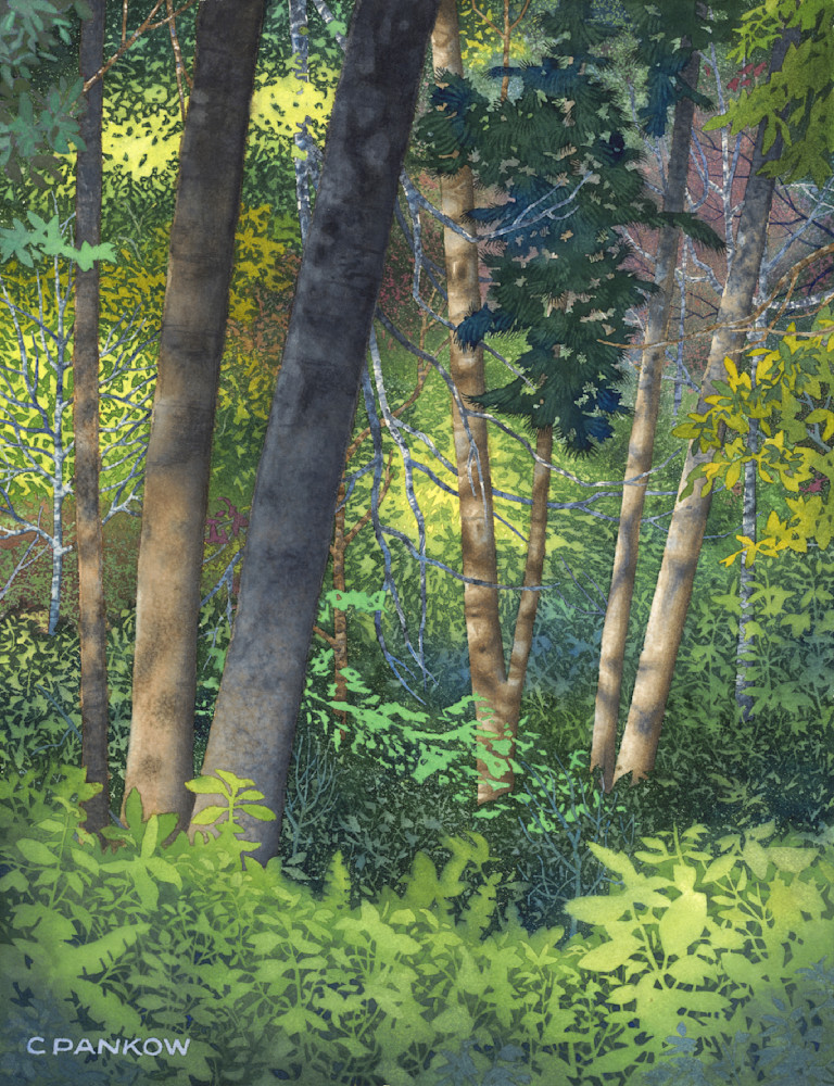 Forestscape Art | Chris Pankow Art