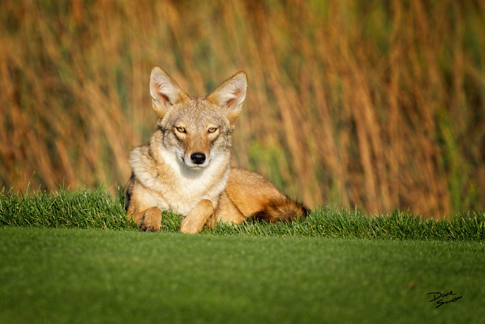 Coyote, Sparks, Nevada Photography Art | Dave Sansom Photography
