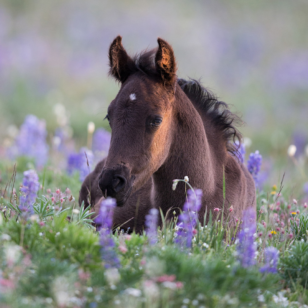 Filly In The Lupine Photography Art | Living Images by Carol Walker, LLC