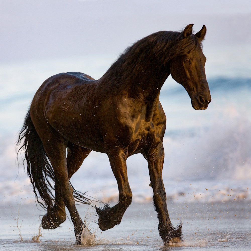 Summerland Beach, Ojai, CA, horse, Friesian purebred gelding trots on the beach at sunset