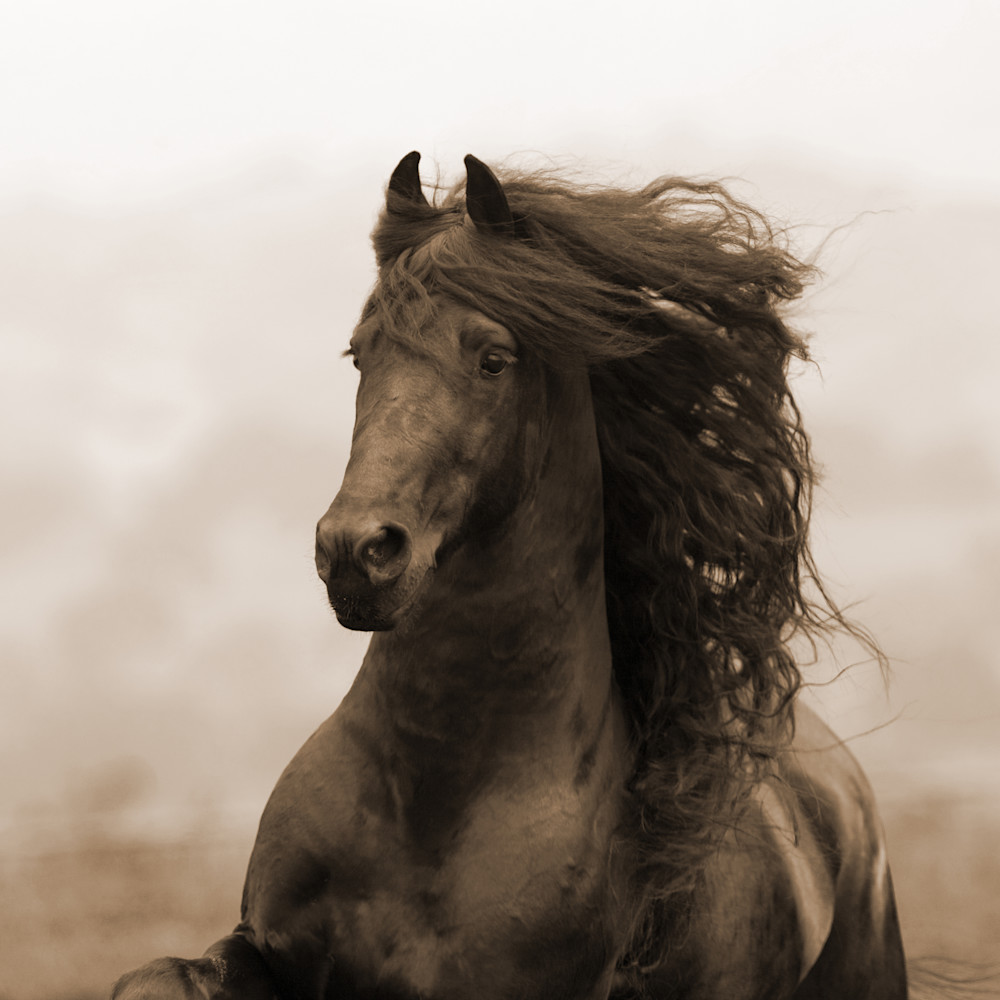 Ojai, CA, purebred horse, black Friesian stallion trotting on hillside