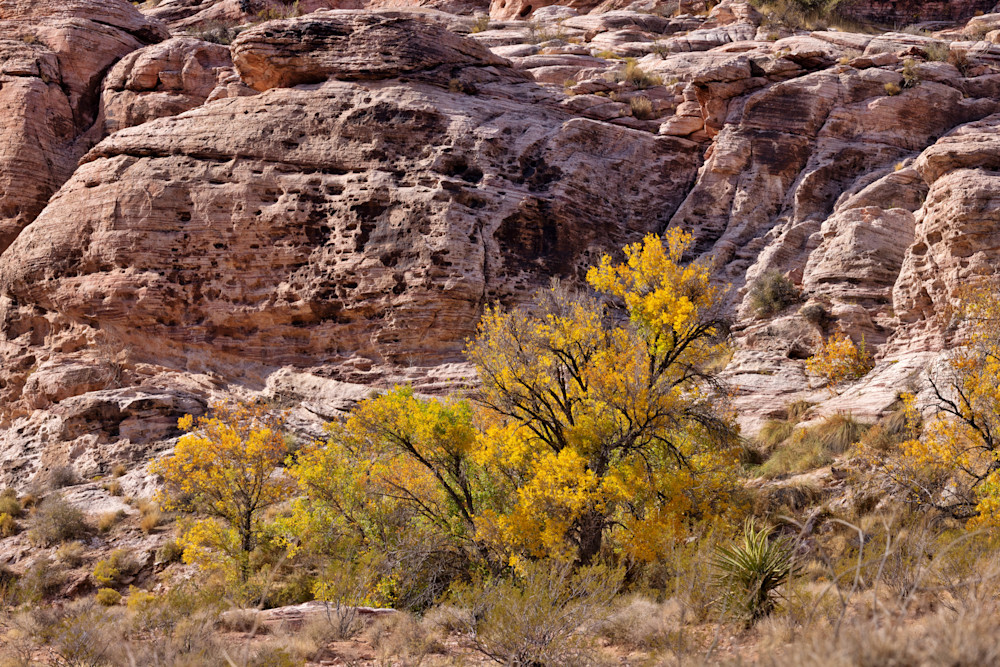 Red Rock Canyon Photography Art | Collections by Carol