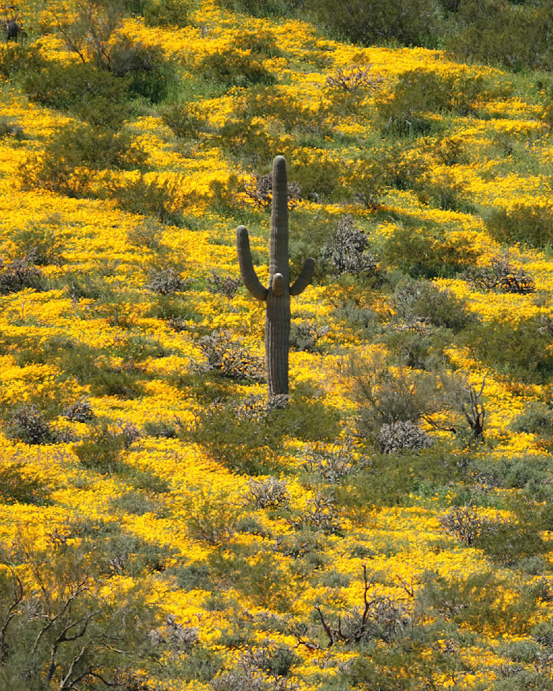 Super Bloom   Saguaro, Wildflowers, Picacho Peak State Park Photography Art | Josh Lien (@joshlien27)