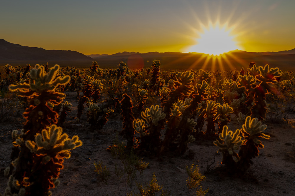Sunrise At Cholla Cactus Gardens   Death Valley National Park Photography Art | Collections by Carol