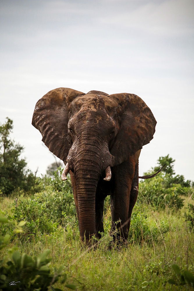 Elephante  Photography Art | RoVan Media Prints
