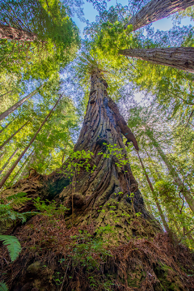 At The Foot Of A Giant Photography Art | Guided By Light Photography