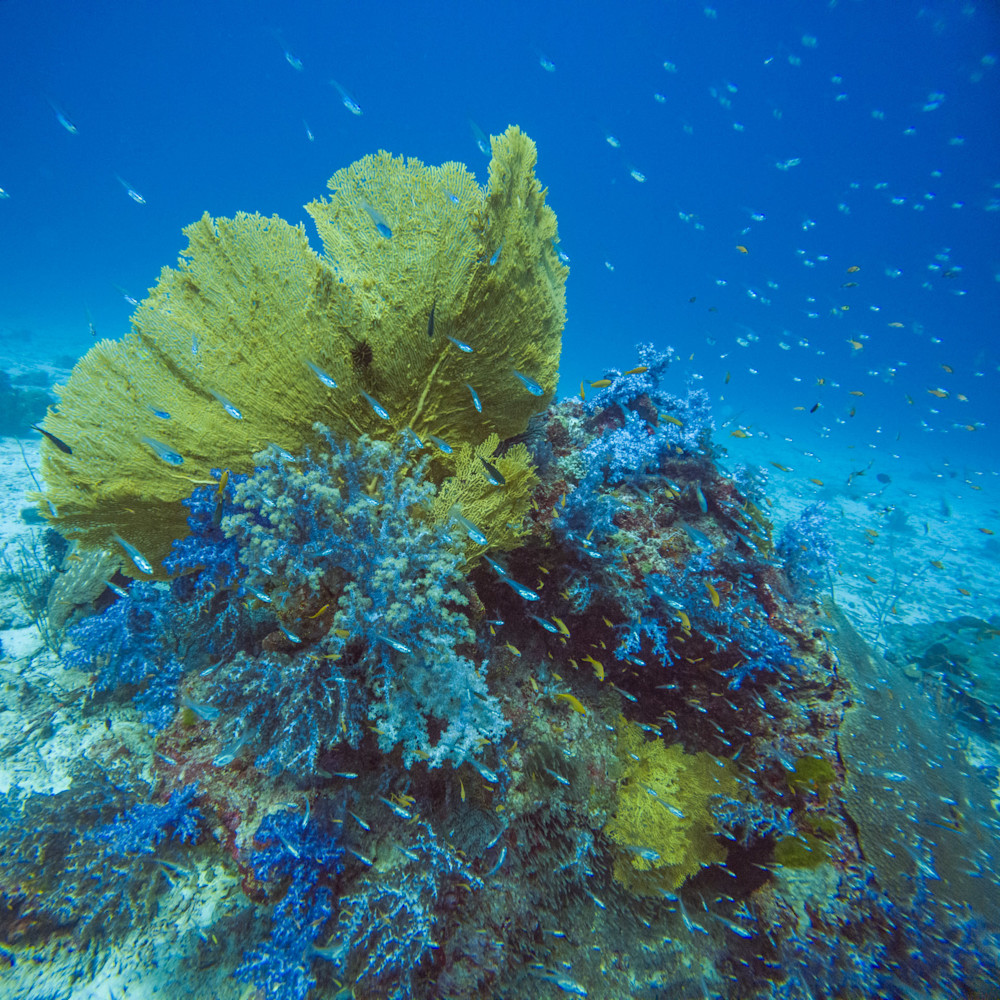 Coral Lace - Similan Islands Thailand