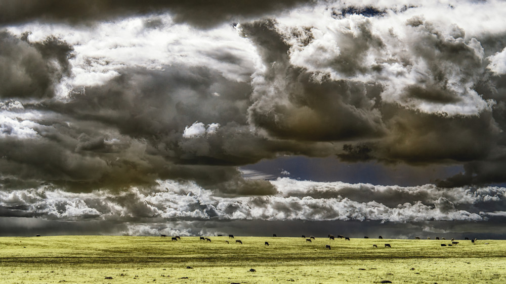 Cows Grazing, Clouds, Approaching Storm, Yuba County, California. Photography Art | davidarnoldphotographyart.com