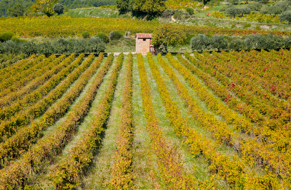 Provence vineyard near Rasteau