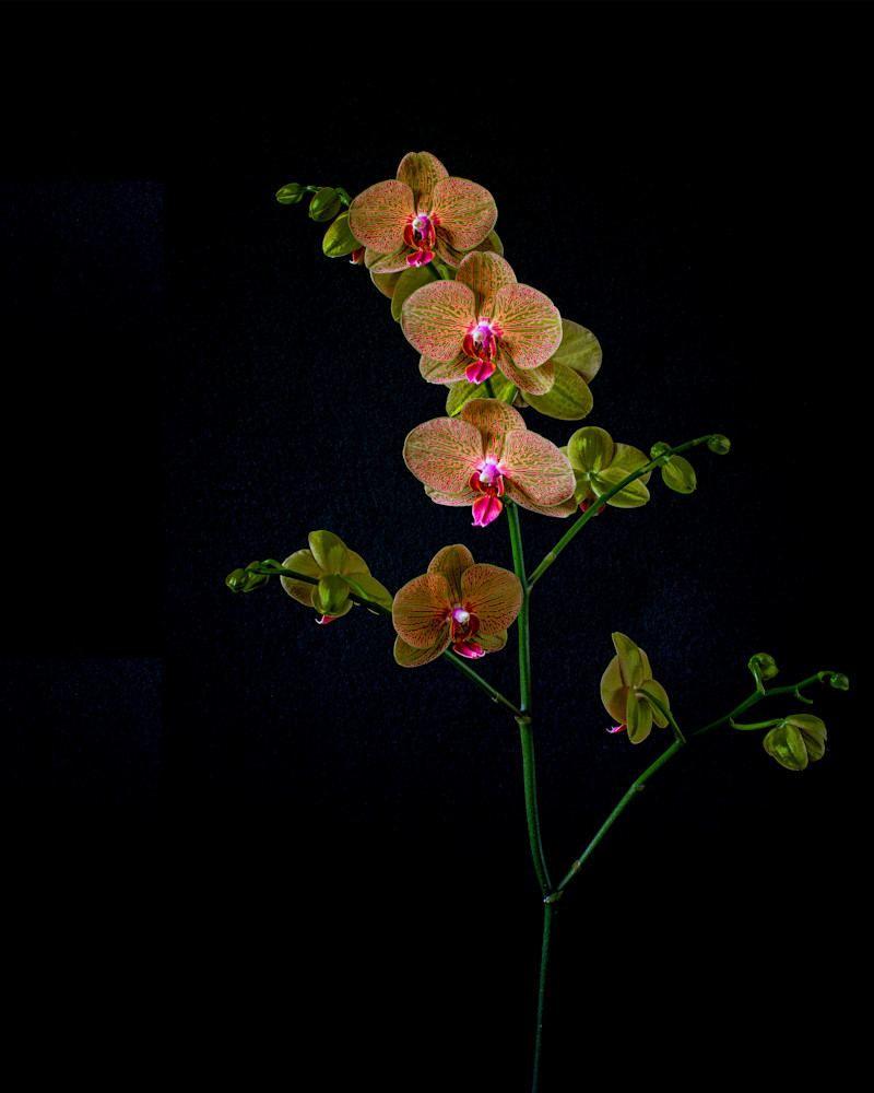 Orchid Vibrance Photography Art | membymaryanne.com