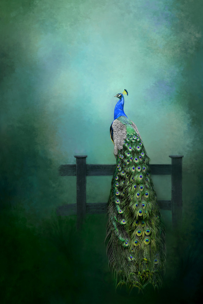 Bird Of Paradise Photography Art | membymaryanne.com