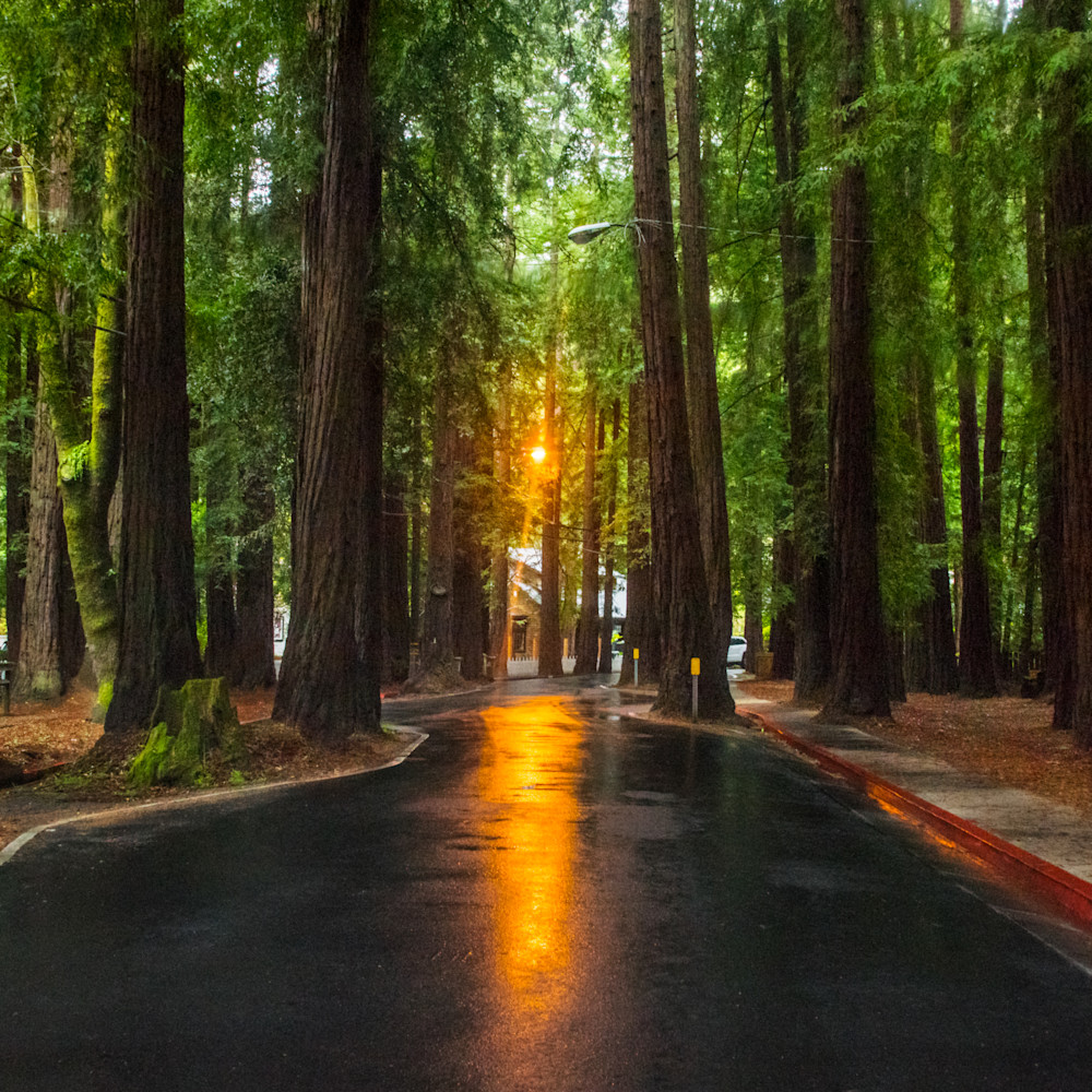 Madrone Avenue Photography Art | Jerry Downs