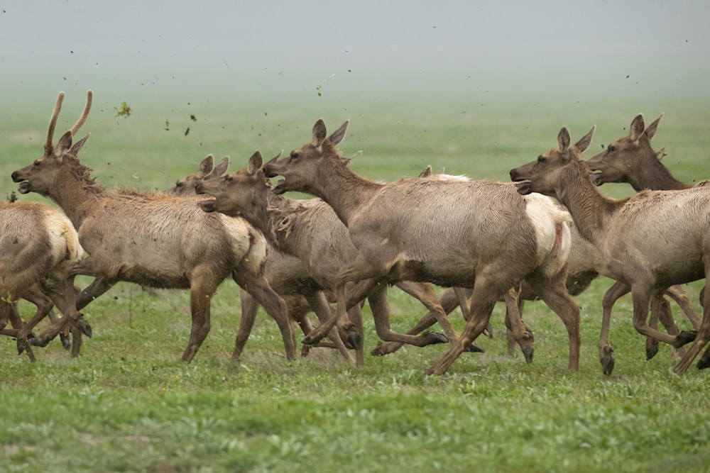 Fear In The Herd Photography Art | seancrockett