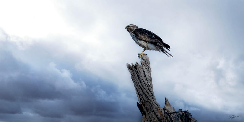 Storm Bringer - Hawk Perched Photo