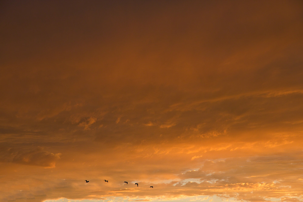 Pelican Sunset Art | Karen Hutton Fine Art