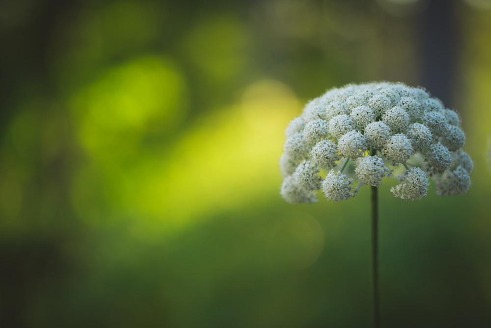 Capturing the Majestic Beauty of Queen Annes Lace in Afternoon Light