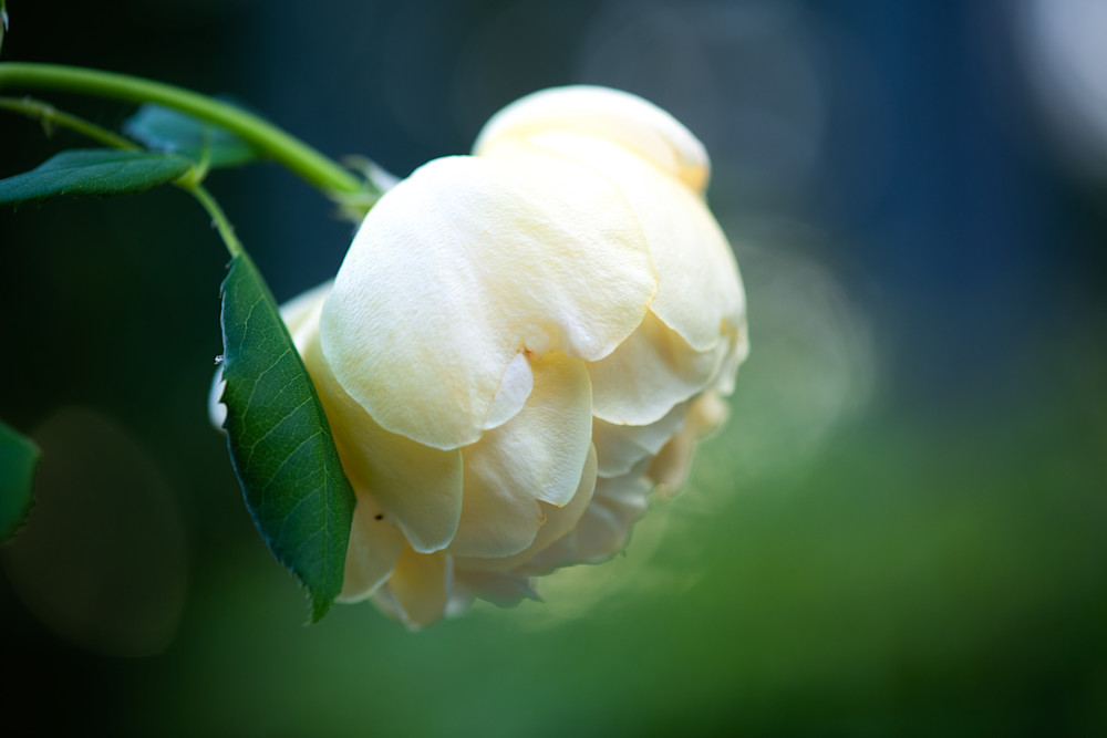 Enchanting Photograph of the Golden Celebration Rose;  Fine Art Prints are available on metal, canvas, and more.