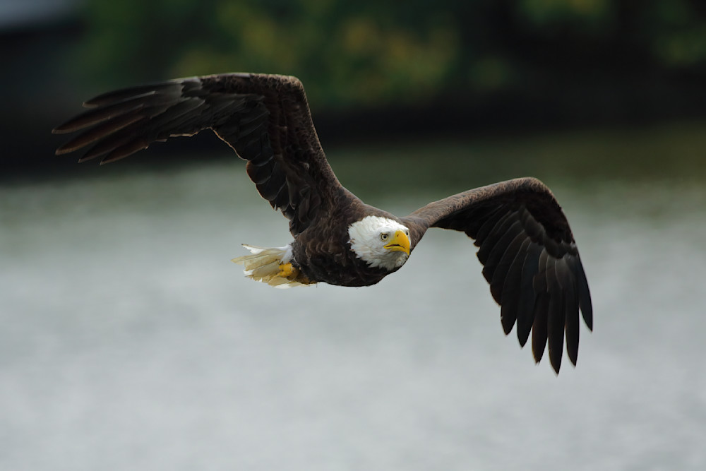 New Bald Eagle Poster Photography Art | Michael Brinkley Nature Photography