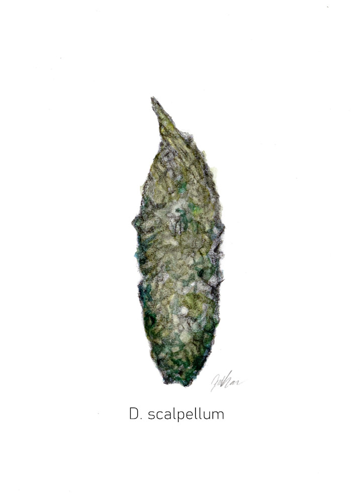 D. Scalpellum Art | Jennifer Ray-Kellerstrass