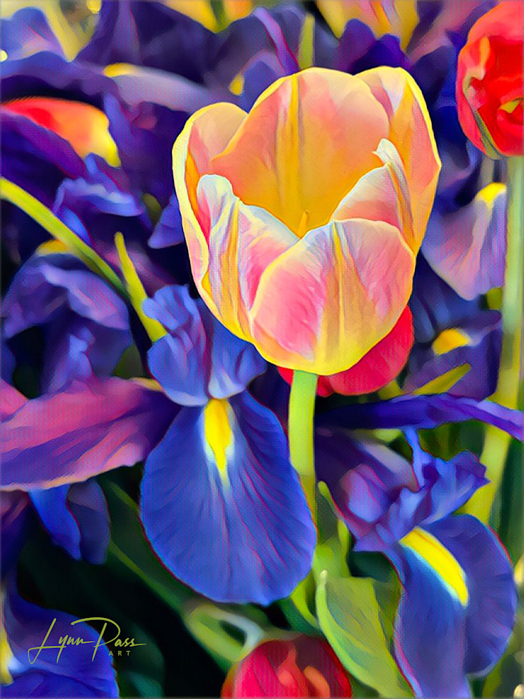 Tulip And Irises Art | Lynn Pass Art