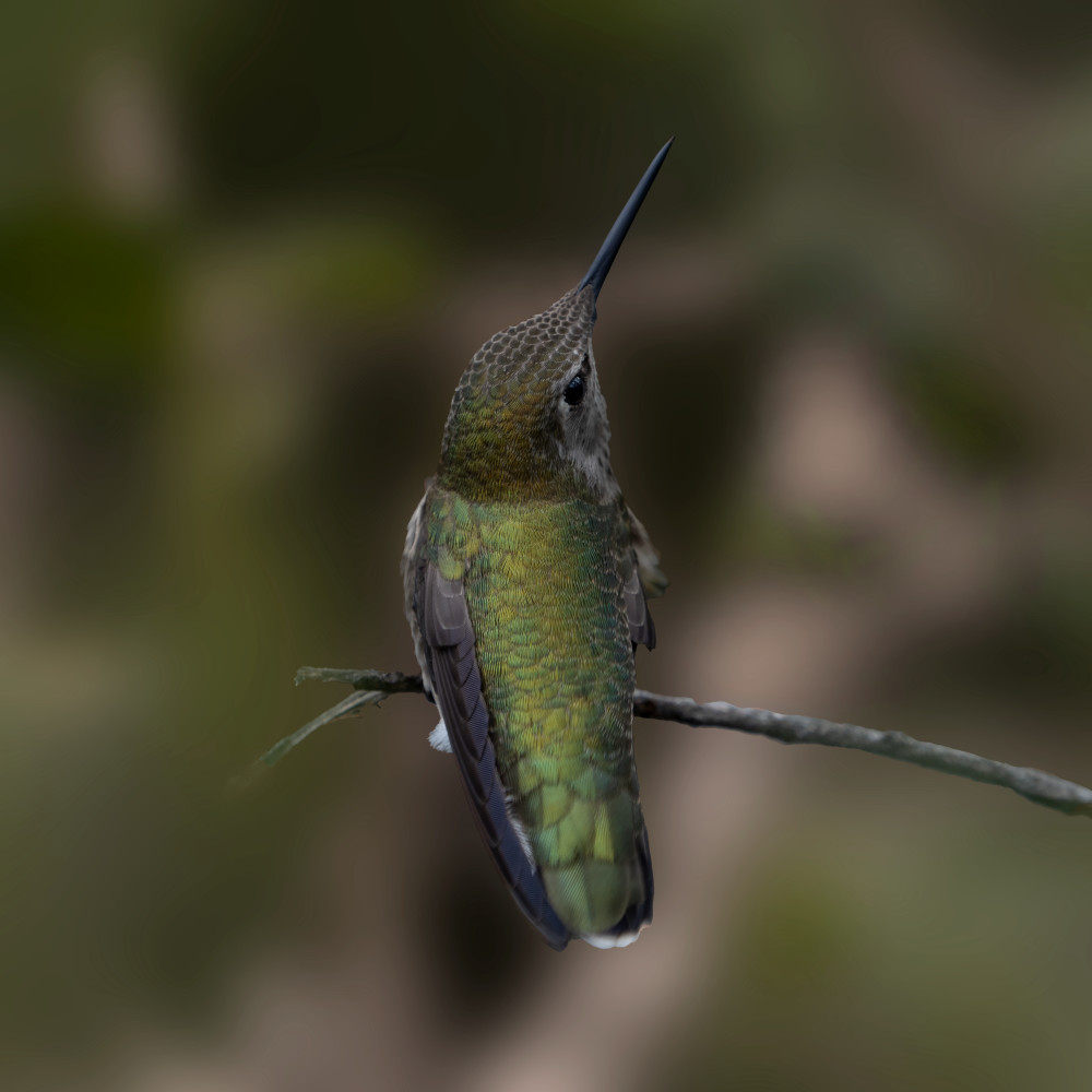 Female Anna's Hummer On Branch Photography Art | Cindy Karchner Photography