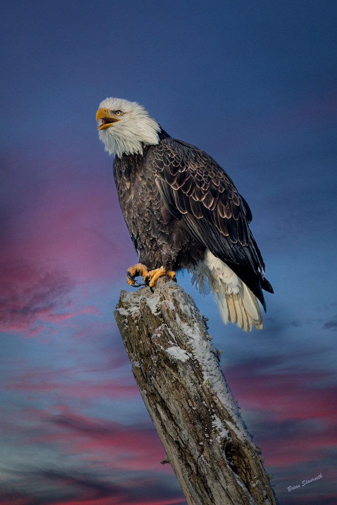 Eagle At Sunset Art | Alaska Wild Bear Photography