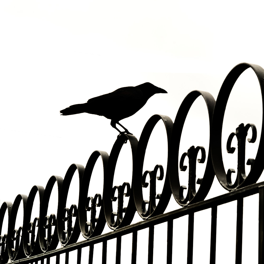 Fence Crow Photography Art | Jerry Downs