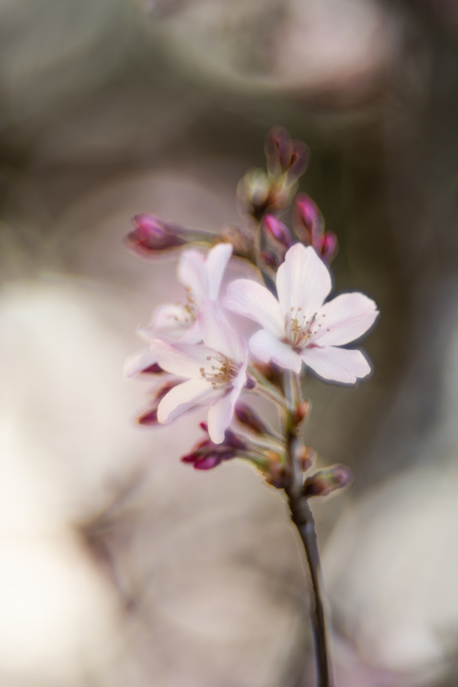 Cherry Blossom Dreams Photography Art | Eva Polak Photography