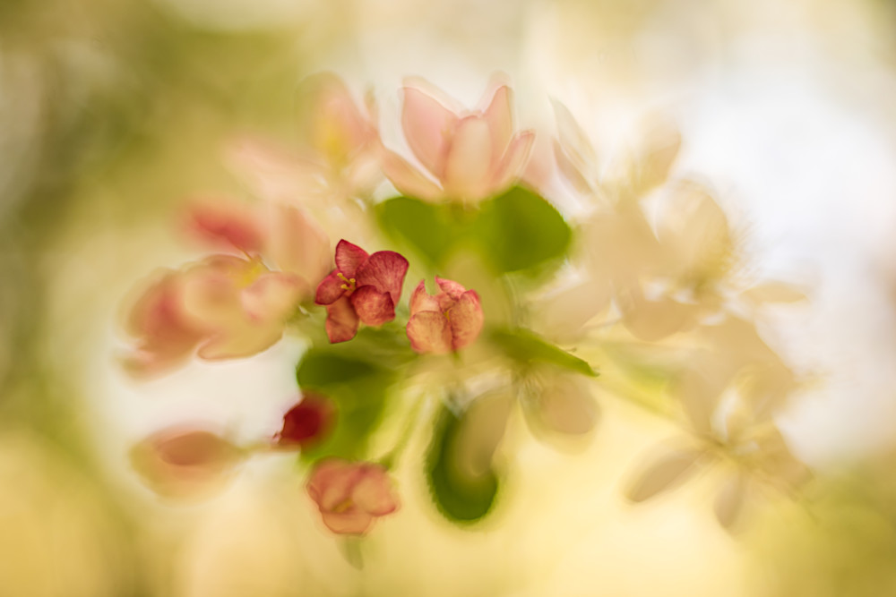 Whispering Petals Photography Art | Eva Polak Photography