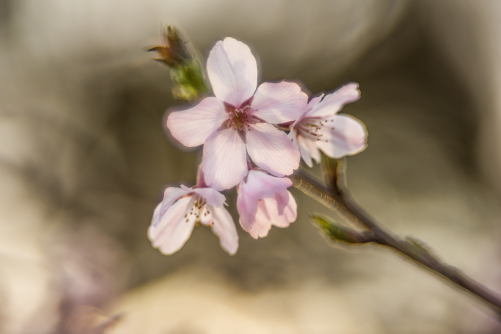 Whispers Of Spring Photography Art | Eva Polak Photography