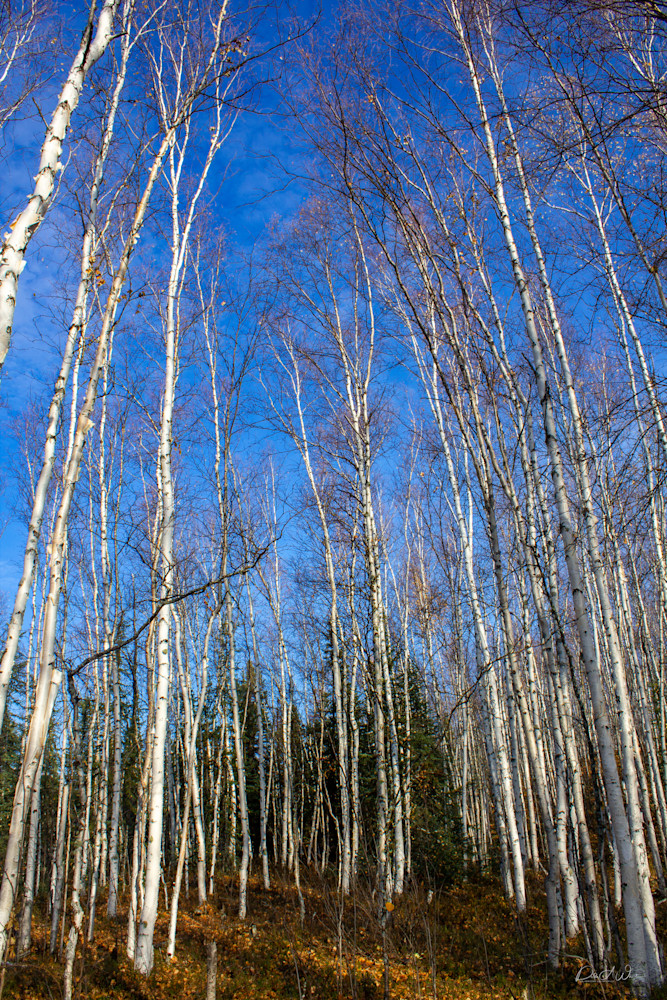 Birch Trees On The Tonga Photography Art | Far Horizons Unlimited