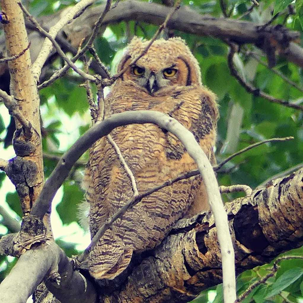 Great Horned Owlet Hiding Out! Photography Art | Touched by Nature