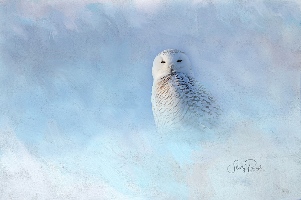 Snowy Owl Breathless Photography Art | Shelly Priest Photography