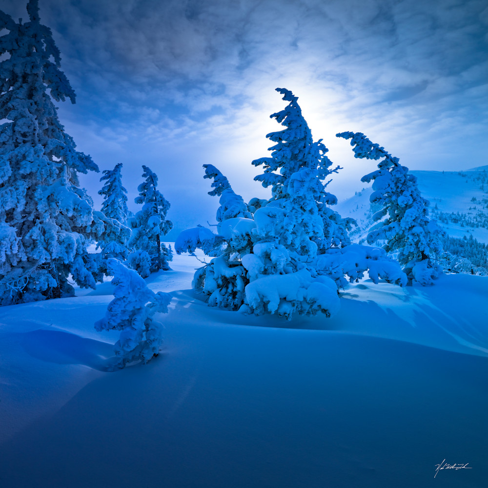 Snow flocked trees give a surreal look to forest in the Crystal Lake Wilderness study.