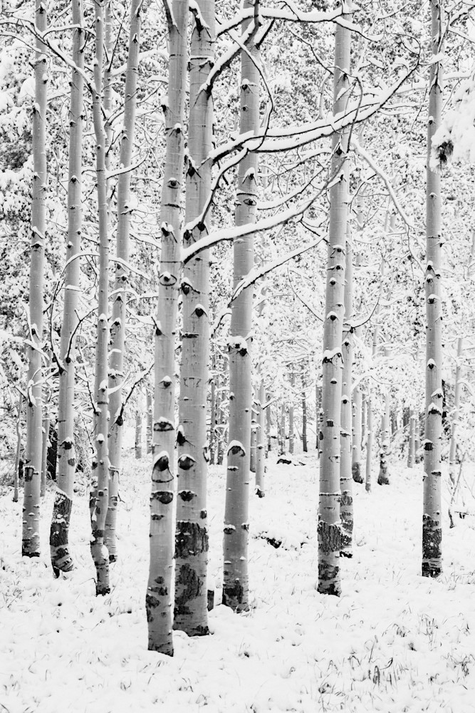 Snowy Aspens Photography Art | Tamara Susa Photography Snowy Aspens Photography Art | Tamara Susa Photography