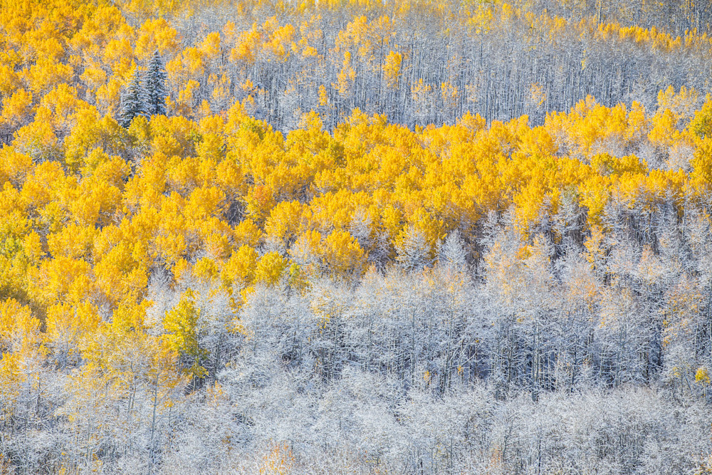 Seasons Collide – Aspen Trees in Fall and Snow Seasons Collide – Aspen Trees in Fall and Snow