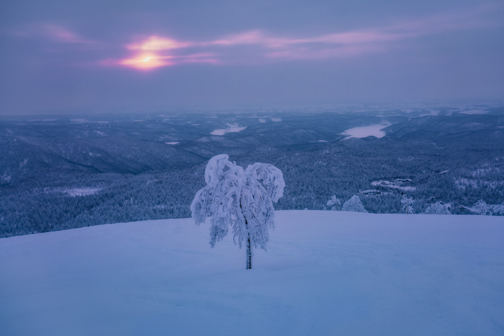 Lone Tree Photography Art | Tamara Susa Photography Lone Tree Photography Art | Tamara Susa Photography