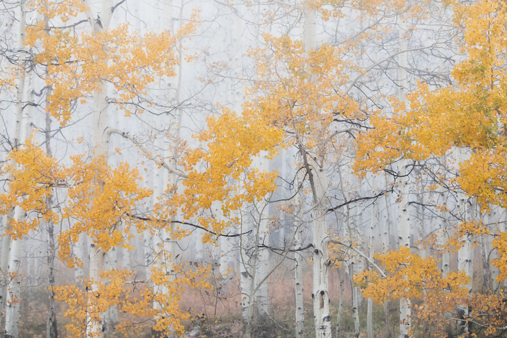 Fall in the Clouds – Aspen Trees in Fog, Colorado Fine Art Print Fall in the Clouds – Aspen Trees in Fog, Colorado Fine Art Print