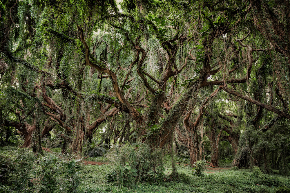 Hawaiian Jungle Photography Art | Tamara Susa Photography Hawaiian Jungle Photography Art | Tamara Susa Photography