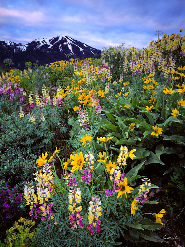 Baldy sits high above a field of Lupine and balsam Root in the Sun Valley foothills.