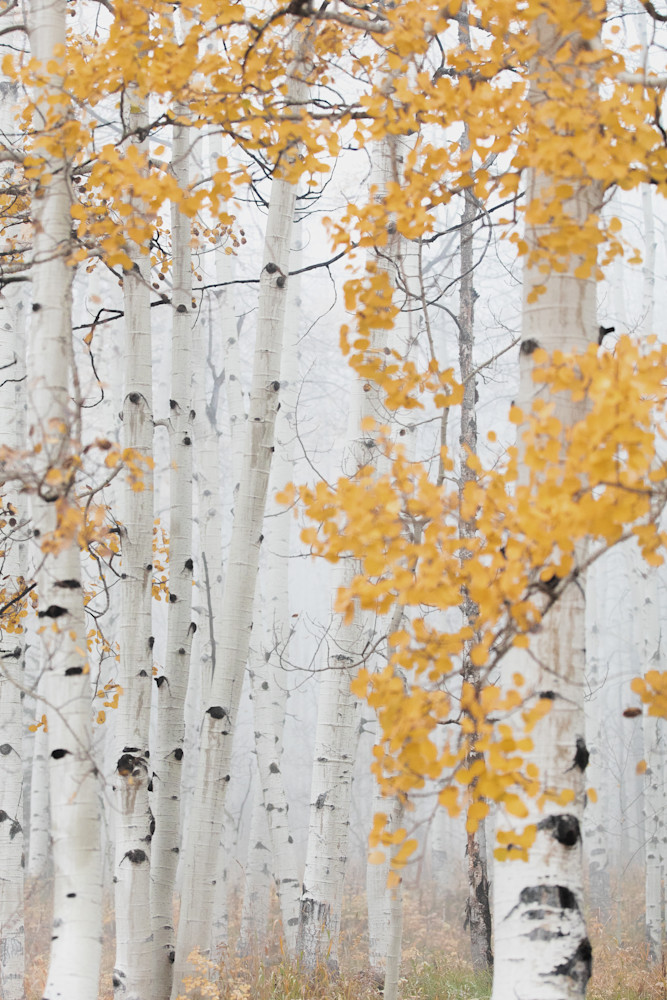 Fog and Gold Aspens | Minimalist Colorado Forest Print Fog and Gold Aspens | Minimalist Colorado Forest Print