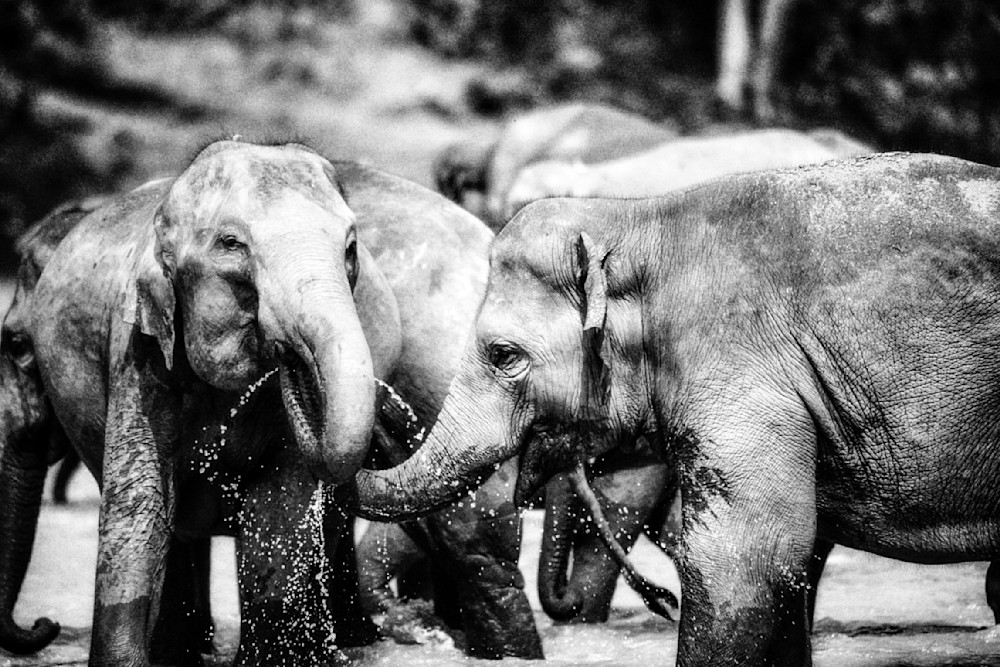 Elephant Play 1 Photography Art | Spartana Photography