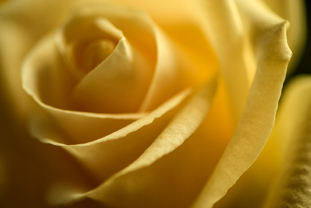 Yellow Rose 2 Photography Art | Spartana Photography