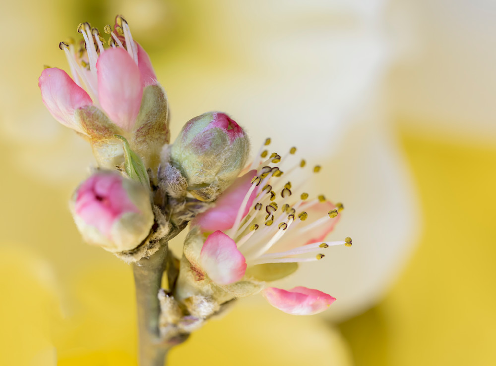 Peaches & Daffodils Photography Art | Paula Tremba Photographs LLC