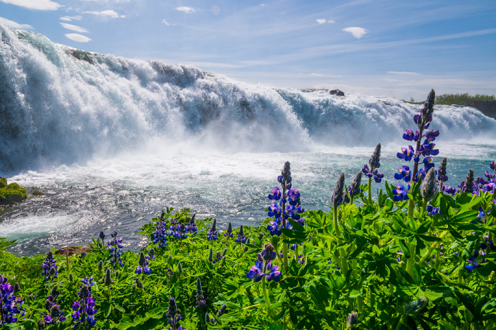 Faxi (Vatnsleysufoss) waterfall in Iceland with lovely lupin blooms in front.