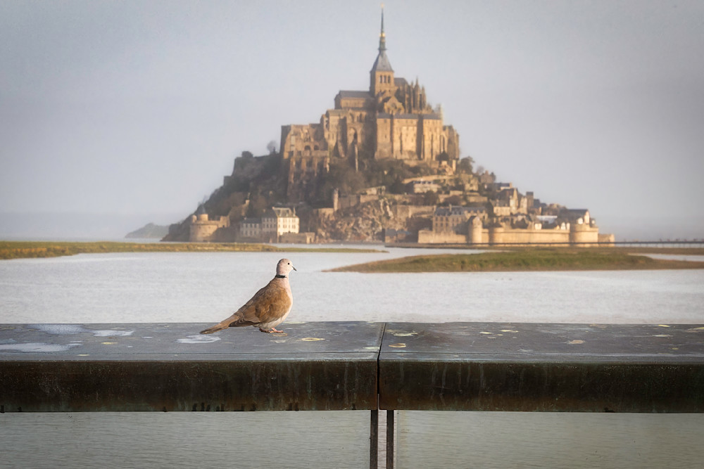 The Bird Of Mont St Michel Photography Art | Francois De Melogue