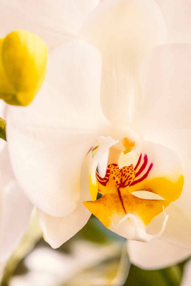 White Orchid With a Splash of Yellow